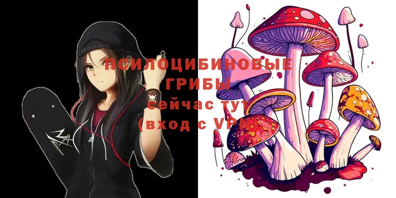 Галлюциногенные грибы Psilocybine cubensis  Лабинск 